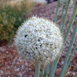 Meet your Posher, Lorraine